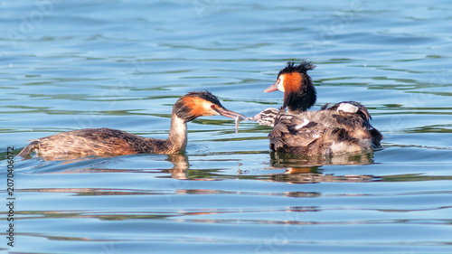 great crested grebe