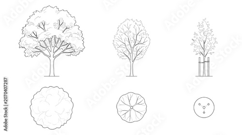 Architectural CAD Drawings of Various Tree Species in Plan and Elevation View
