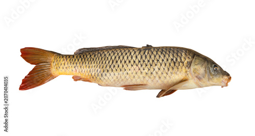 Fotografie Side view of a large common carp fish on transparent png background