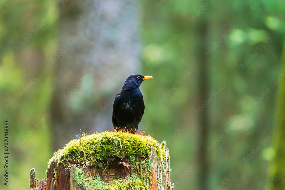 Obraz premium Blackbird on a mossy stump in a spring forest.