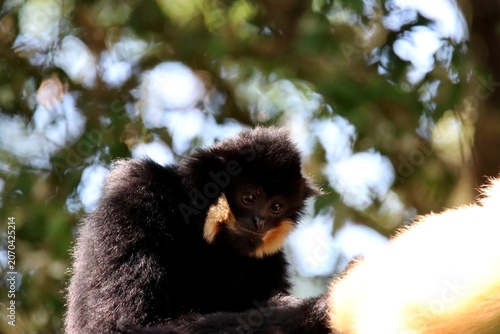 Fotografia gibbon