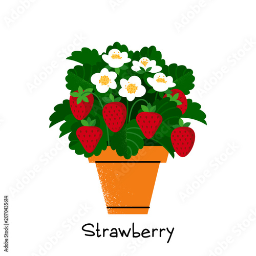 strawberries grow in a flower pot, with red berries and white flowers on green bush.  concept of compact garden on  windowsill or balcony. stock vector illustration. EPS 10.