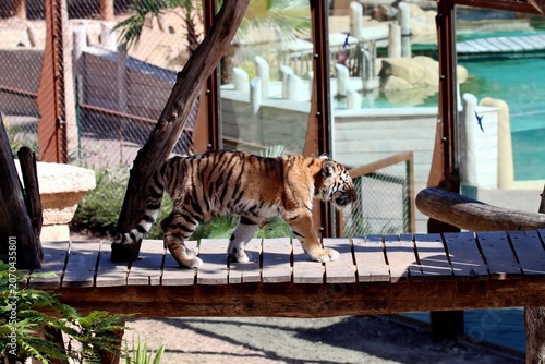 tigre