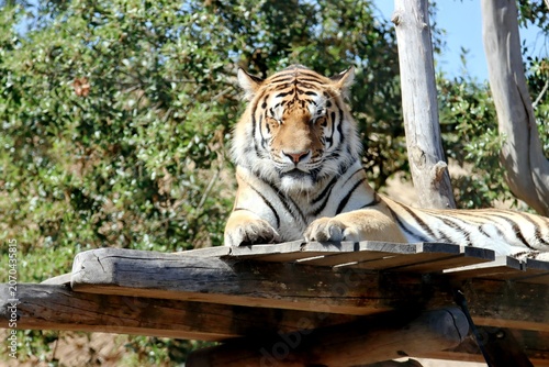 tigre
