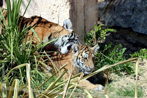 tigre