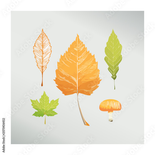 Colorful autumn leaves and mushroom illustration