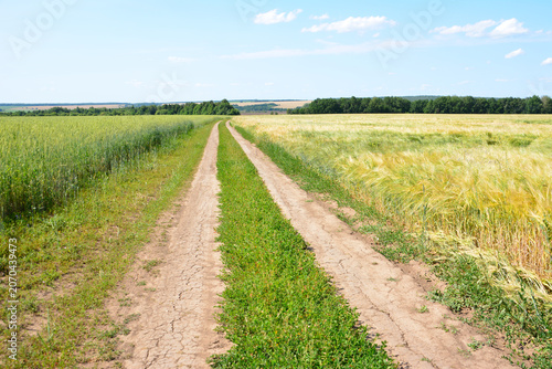 Dirt Road Through Green and Golden wheat Fields on a Sunny Day