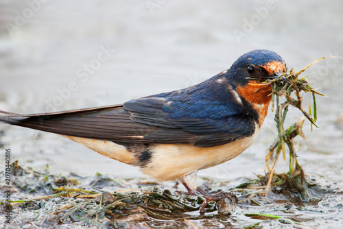 Barn Swallow, Hirundo rustica, collecting nest material