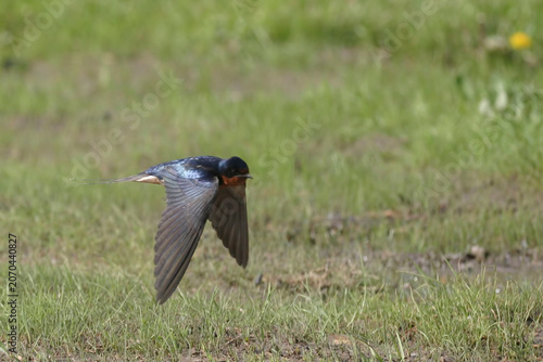 Barn Swallow, Hirundo rustica, in flight