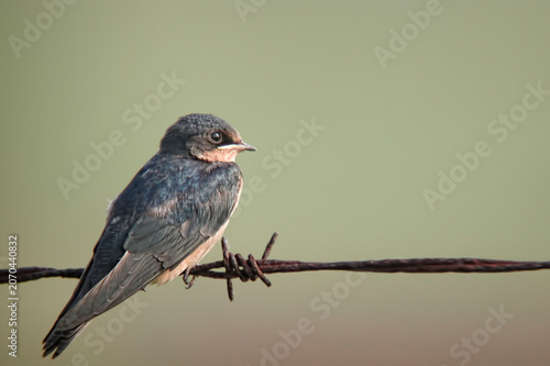 Juvenile Barn Swallow, Hirundo rustica, perched on a reed