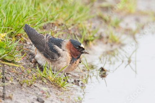 Cliff Swallow, Petrochelidon pyrrhonota, collecting nest materials