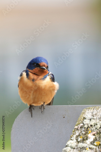 Vertical of a Barn Swallow, Hirundo rustica, relaxing on a post
