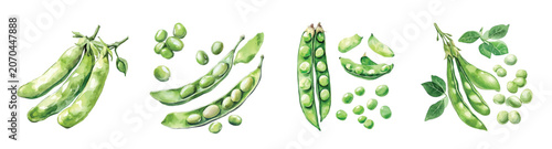 Konstfotografi Hand-drawn, Artistic watercolor design of fava beans, hand-painted and isolated on a white background, suitable for print and digital use, EPS file