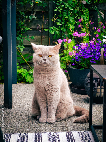 cat in the garden