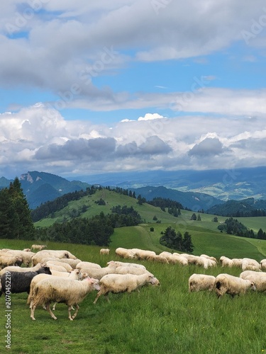 herd of sheep