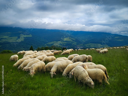 sheep in the mountains pieniny