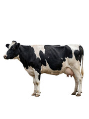 A black and white cow stands isolated on a white background, showcasing its distinctive spots and udder.