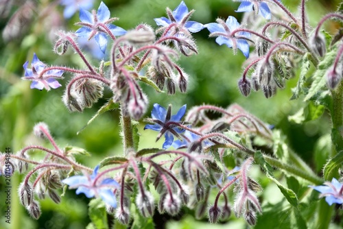 Bourrache officinale