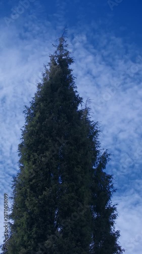 Tall tree reaches into the blue sky with clouds in the background during daytime