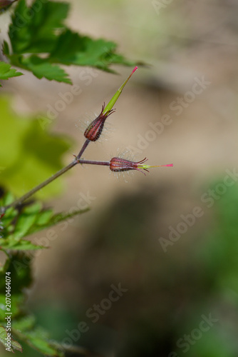 Canvas Print Macro view of green elongated beak-like seed pods of a Herb Robert plant emergin