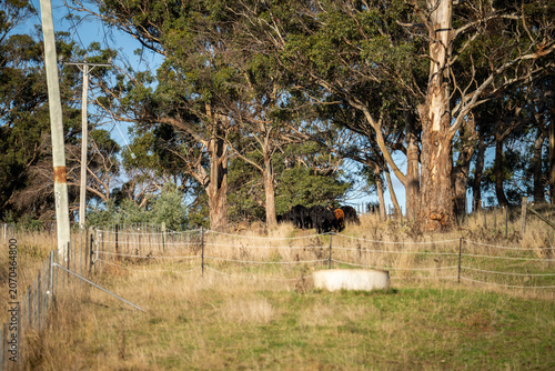 Concrete Livestock Water Trough in Green Rolling Hills Pastoral Australian Farm Field