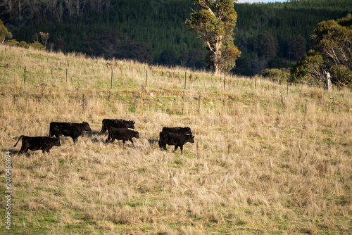 Herd of Angus and Hereford Beef Cattle Grazing on a Rolling hills Australian Farm