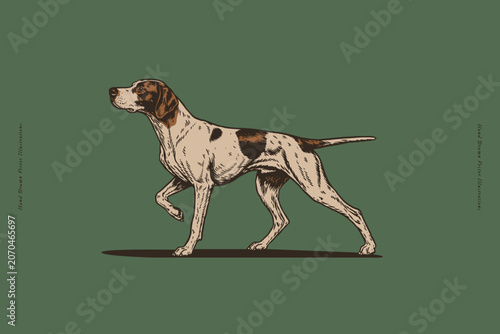 Hand-drawn illustration of an English Pointer dog in classic pointing stance. Vintage engraving style artwork ideal for hunting publications, breed guides, logos, apparel, posters, and pet branding.