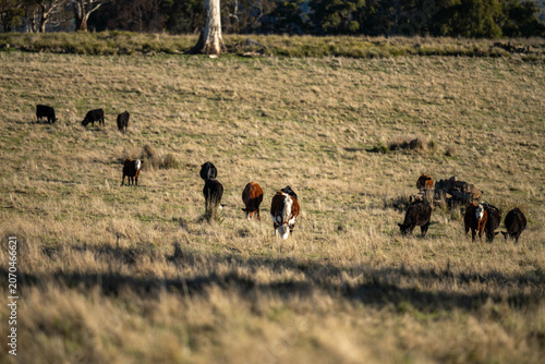 Herd of Angus and Hereford Beef Cattle Grazing on an Open Australian Pasture Landscape in tasmania