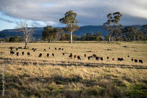 Herd of Angus and Hereford Beef Cattle Grazing on an Open Australian Pasture Landscape in tasmania