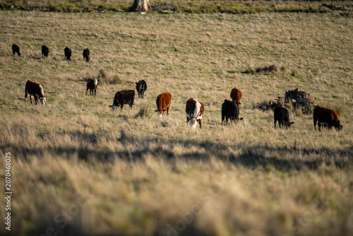 Herd of Angus and Hereford Beef Cattle Grazing on an Open Australian Pasture Landscape in tasmania