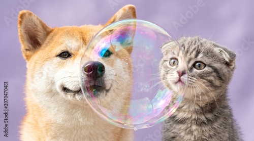 Shiba Inu and Scottish Fold Blowing Giant Soap Bubble