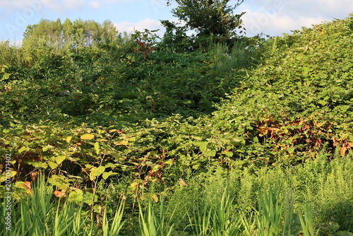 Late summer landscape