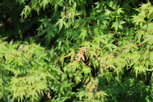 early autumn foliage