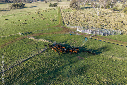Aerial view of a cattle herd being mustered toward stockyards in an Australian paddock