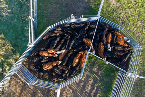 Top down drone view of a herd of Angus and Hereford cattle gathered in steel stockyards