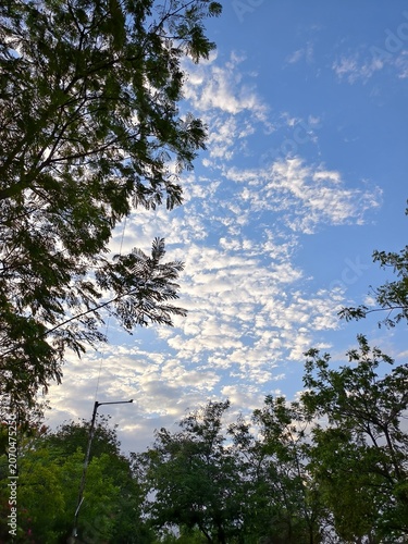 sky and trees