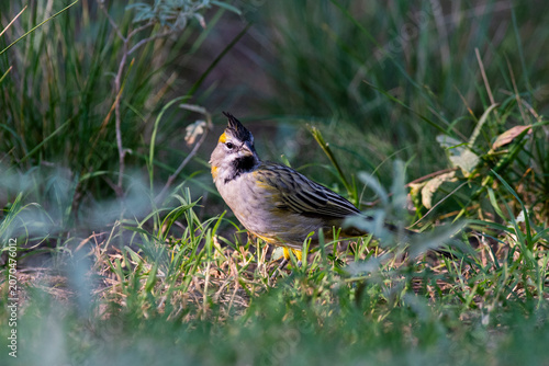 Yelow Cardinal, Gubernatrix cristata, Endangered species in La Pampa, Argentina