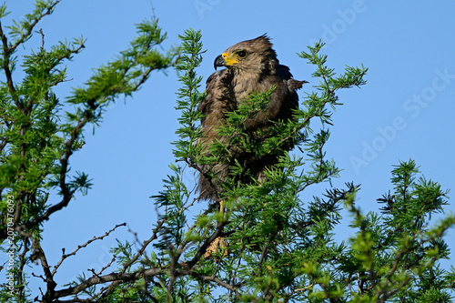 Chaco eagle, or Crowned Solitary Eagle ,Buteogallus coronatus, Endangered Especies, La Pampa Province, Argentina.