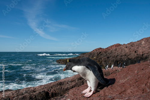 Rockhopper Penguin in Penguin Island,Puerto Deseado, Santa Cruz Province, Patagonia Argentina