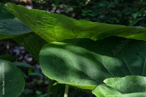 Foto A Japanese Butterbur in a shady garden spot