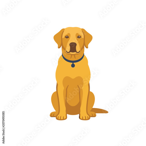Loyal yellow labrador dog sitting with blue collar.