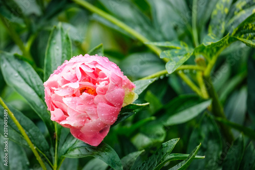 Close-up of a vibrant peony flower in full bloom covered with fresh water droplets after rain. Detailed petals and natural green blurred background create a beautiful floral garden scene.