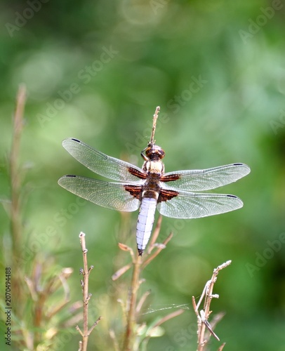 Odonates (odonata)