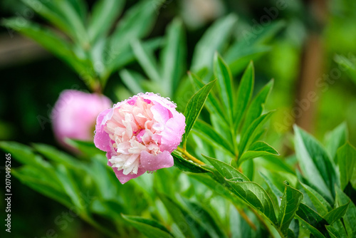 Close-up of a vibrant peony flower in full bloom covered with fresh water droplets after rain. Detailed petals and natural green blurred background create a beautiful floral garden scene.