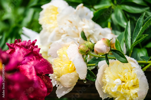 Close-up of a vibrant peony flower in full bloom covered with fresh water droplets after rain. Detailed petals and natural green blurred background create a beautiful floral garden scene.