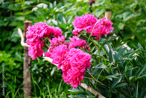 Close-up of a vibrant peony flower in full bloom covered with fresh water droplets after rain. Detailed petals and natural green blurred background create a beautiful floral garden scene.
