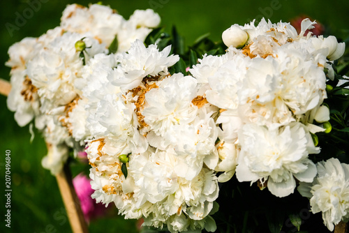 Close-up of a vibrant peony flower in full bloom covered with fresh water droplets after rain. Detailed petals and natural green blurred background create a beautiful floral garden scene.