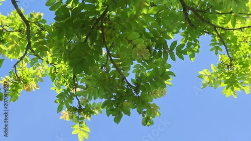 The leaves of trees are beautiful in summer.