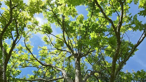 The leaves of trees are beautiful in summer.