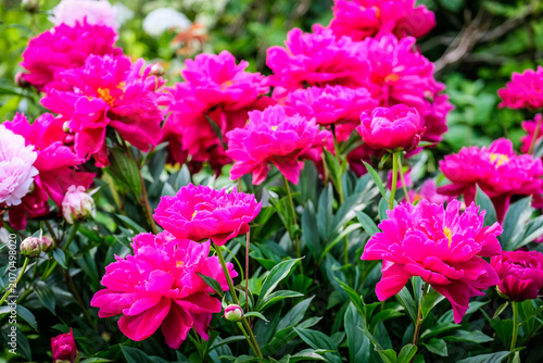 Close-up of a vibrant peony flower in full bloom covered with fresh water droplets after rain. Detailed petals and natural green blurred background create a beautiful floral garden scene.